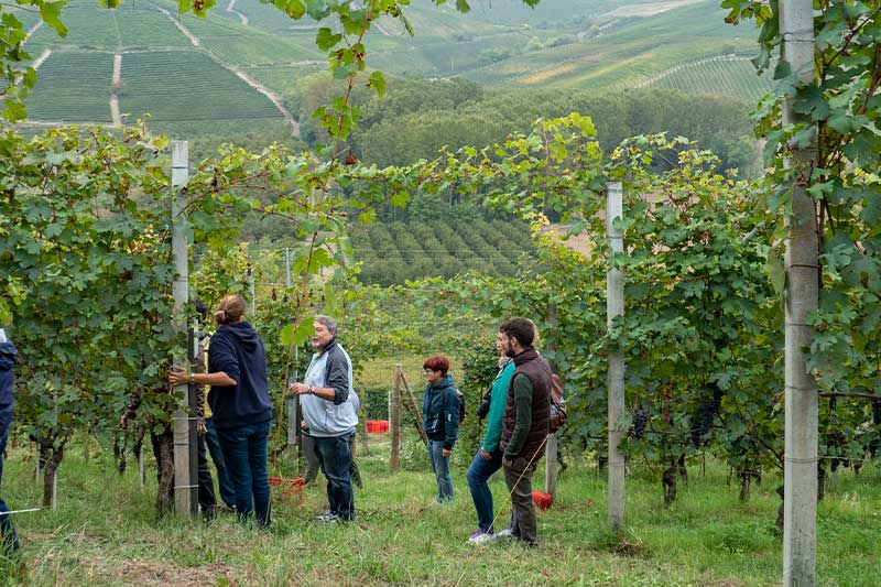 adotta-filare-langhe