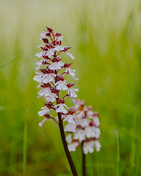orchidee-langhe-selvatiche-escursione