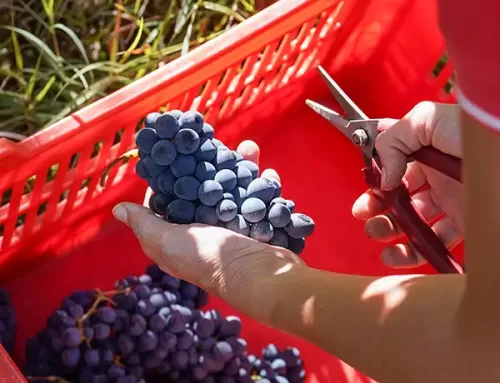 Vendemmia in Langa 2025: quando la natura anticipa i tempi